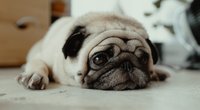Können Hunde weinen? So zeigen Vierbeiner ihre Gefühle