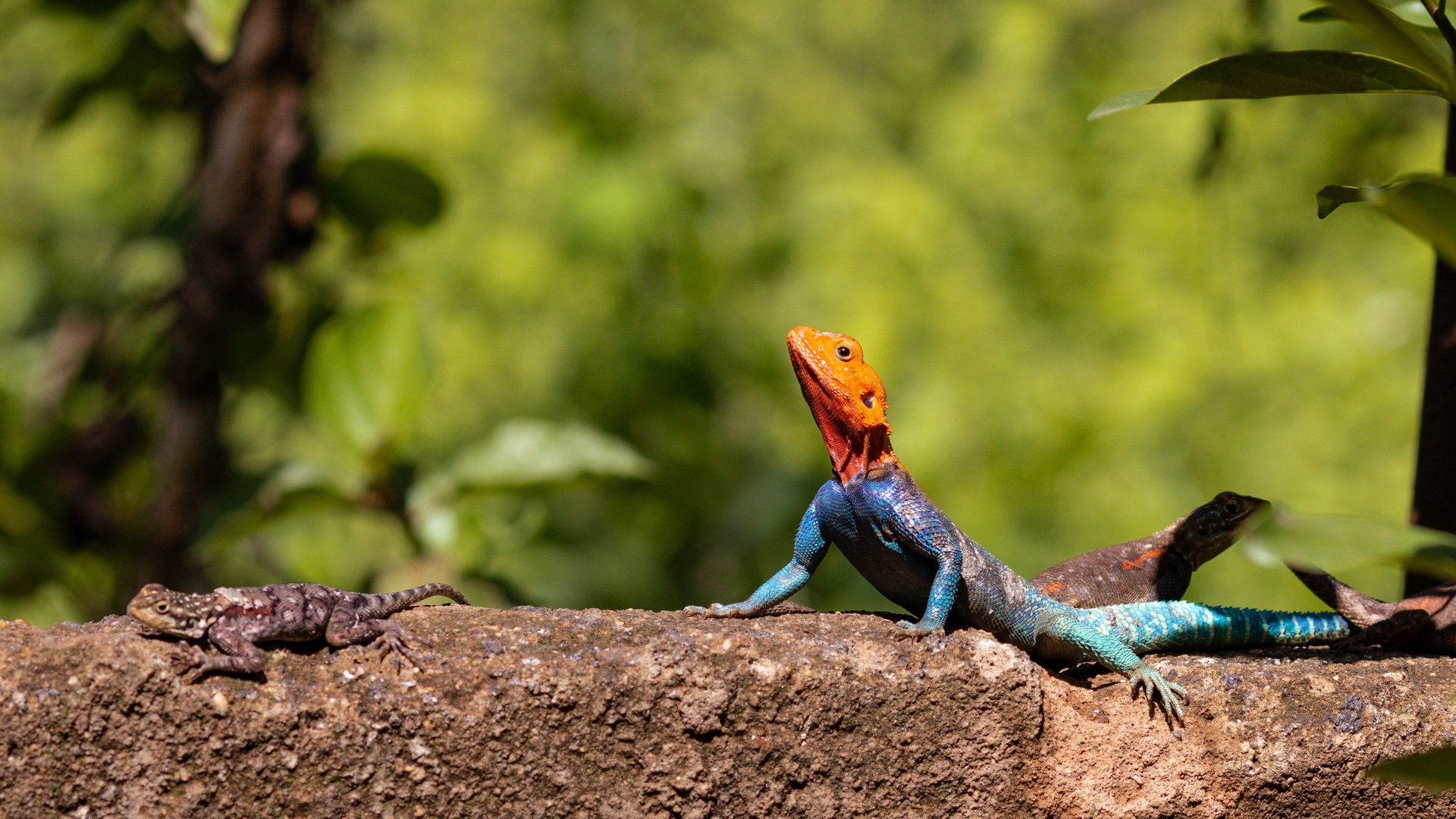 Wie alt werden Geckos? Die Lebensdauer der kleinen Echsen