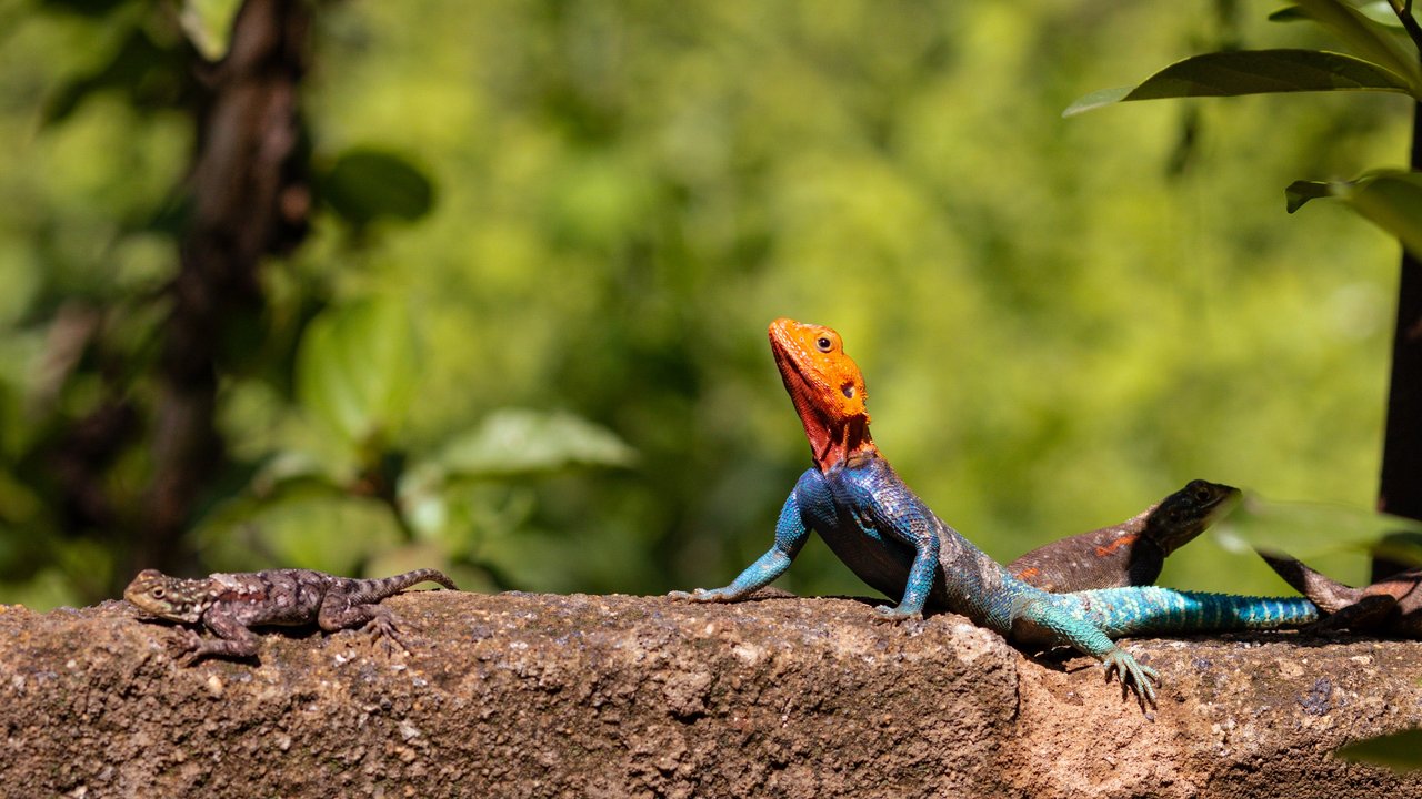 Es gibt viele verschiedene Arten von Geckos – und manche werden älter als andere.