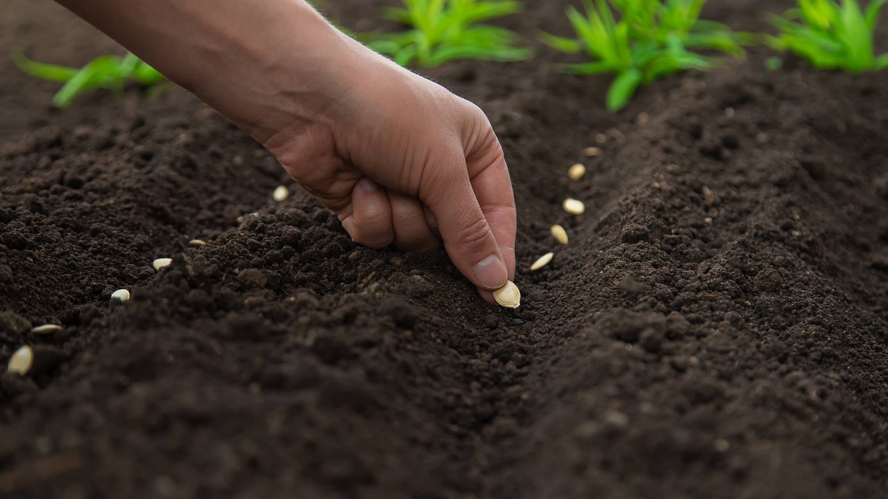 Selbstversorger und Hobbygärtner starten jetzt mit der Gartenarbeit.