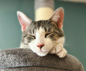 Jede Katze liebt sie: Das sind coolsten DIY-Ideen für Kratzbäume und Kletterwände