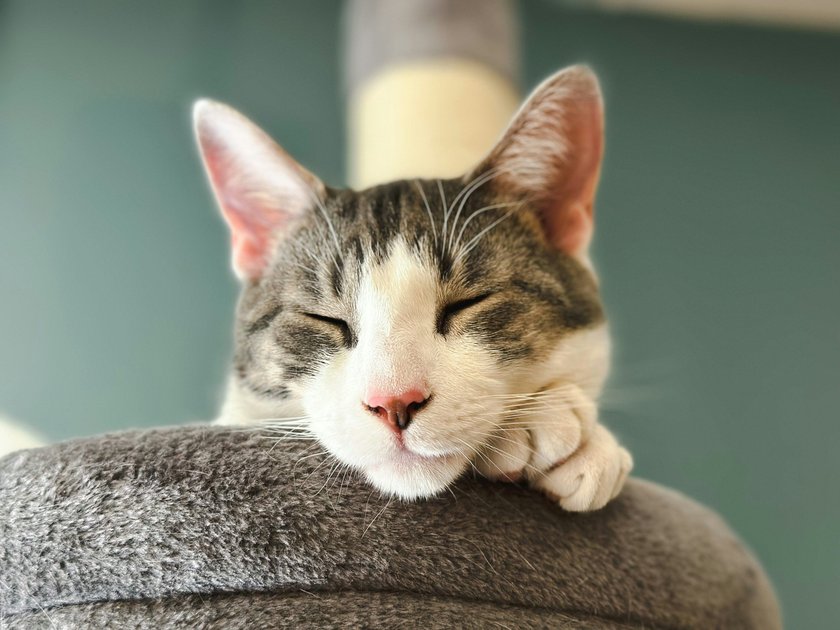 Diese DIY-Kratzbäume und Kletterwände sind ein Genuss für deine Katze.