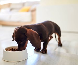 Rossmann&#x20;verkauft&#x20;Futternapf&#x20;f&#x00FC;r&#x20;Hunde&#x20;zum&#x20;Knallerpreis