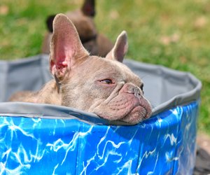 Hundepool: Diese Planschbecken eignen sich am besten für eure Vierbeiner
