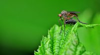 Wie hoch fliegen Mücken? Erstaunliches über die kleinen Insekten