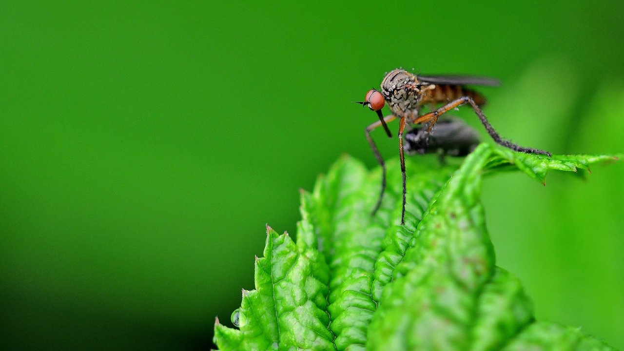 Eine Mücke sitzt auf einer Blattspitze.