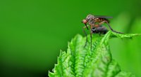 Wie hoch fliegen Mücken? Erstaunliches über die kleinen Insekten
