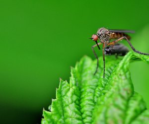 Wie hoch fliegen Mücken? Erstaunliches über die kleinen Insekten