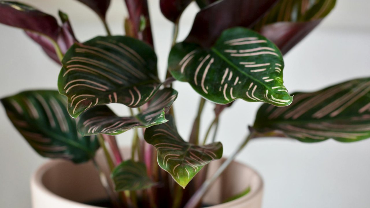 Die pflegeleichte Calathea ist eine beliebte Zimmerpflanze.