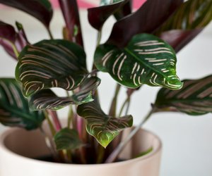 Ist die Calathea giftig für Katzen? Das solltest du darüber wissen