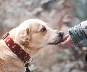 Rucola für Hunde: Ist das eine gute Idee oder ist davon abzuraten?