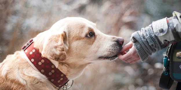Rucola für Hunde: Ist das eine gute Idee oder ist davon abzuraten?