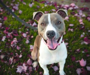 Pitbull Gewicht: So schwer wird der American Pit Bull Terrier