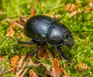 Können Mistkäfer fliegen?