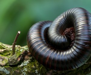 Tausendfüßler in der Wohnung – so wirst du sie los