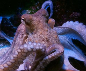 Wie viele Herzen hat ein Oktopus? 