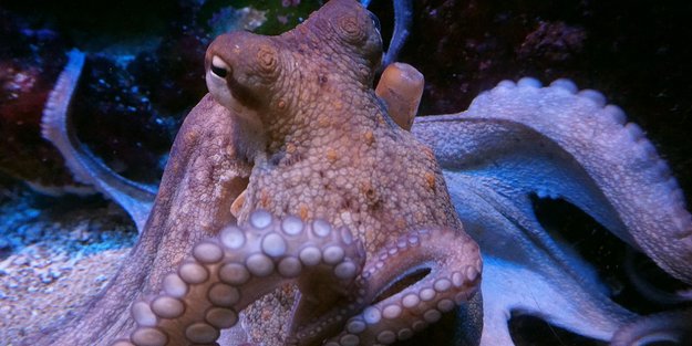Wie viele Herzen hat ein Oktopus? 