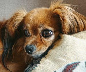 Wie&#x20;alt&#x20;kann&#x20;ein&#x20;Papillon&#x20;werden&#x3F;&#x20;Diese&#x20;Fakten&#x20;solltest&#x20;du&#x20;kennen