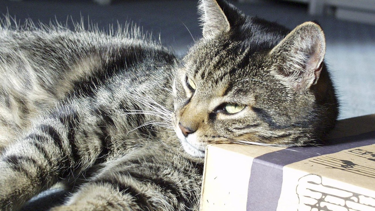 Kartons ziehen Katzen magisch an. Warum, erfährst du in diesem Artikel.