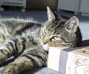 Deine Katze ist verrückt nach Kartons? Deshalb lieben Stubentiger sie wirklich