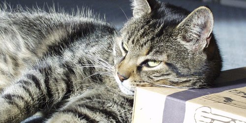 Deine Katze ist verrückt nach Kartons? Deshalb lieben Stubentiger sie wirklich