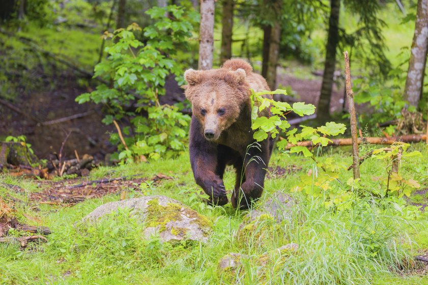 Ein junger männlicher Braunbär läuft aus einem Wald heraus.