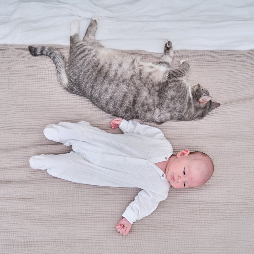 Fehler 19: Neugeborene mit Haustieren schlafen lassen