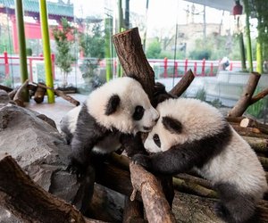 Pit und Paule: Panda-Babys ab heute im Zoo Berlin zu sehen