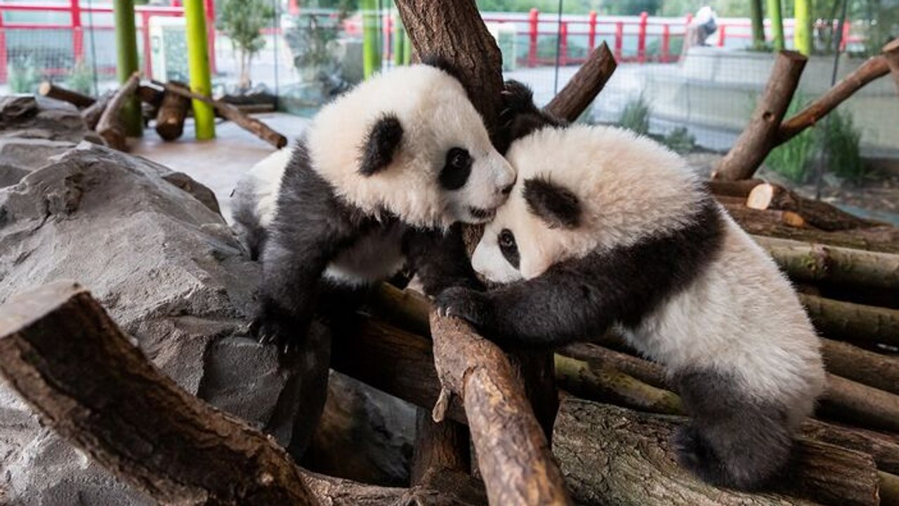 Pit Und Paule: Panda-Babys Ab Heute Im Zoo Berlin Zu Sehen