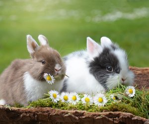 Dürfen Kaninchen Weintrauben essen?