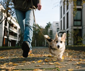 Vorsicht, rutschige Blätter! So klärt ihr in 5 Schritten, wer nach einem Laubunfall zahlt