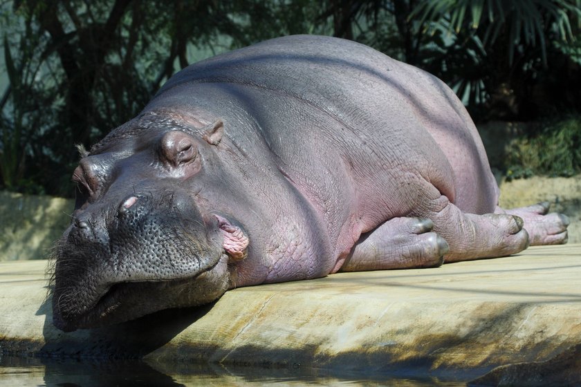 Im Zoo Berlin gibt es sogar Nilpferde.