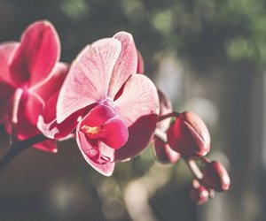 Wann blühen Orchideen?