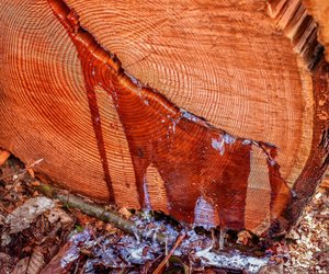 Harz aus Kleidung entfernen – nutze diese Hausmittel