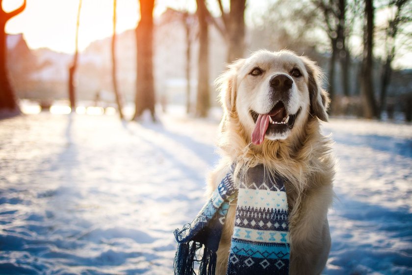 Ein Hund mit Schal sitzt in einer verschneiten Landschaft