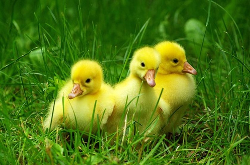 Süße Tierbabys