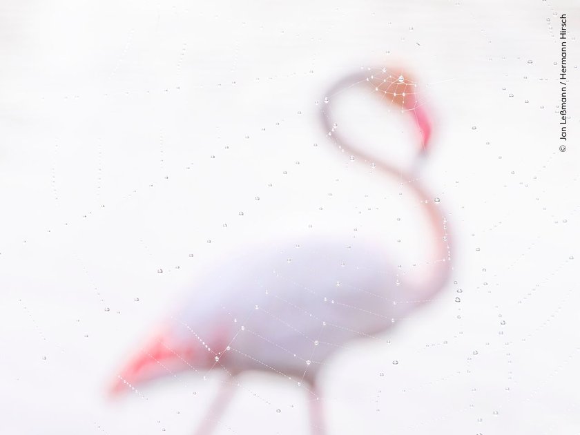 Jan Leßmann and Hermann Hirsch position a dewdrop on a spider’s web over the eye of a distant flamingo. 