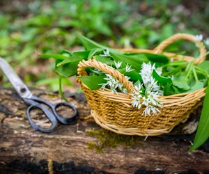 Bärlauch erkennen: Darauf müsst ihr achten