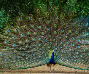 Pfau als Haustier: Ist eine Haltung erlaubt?
