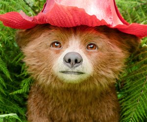 "Paddington in Peru": Gewinnt Kinotickets für diesen Familienfilm