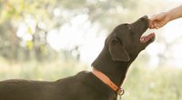 Dürfen Hunde Mango essen? So darfst du sie füttern