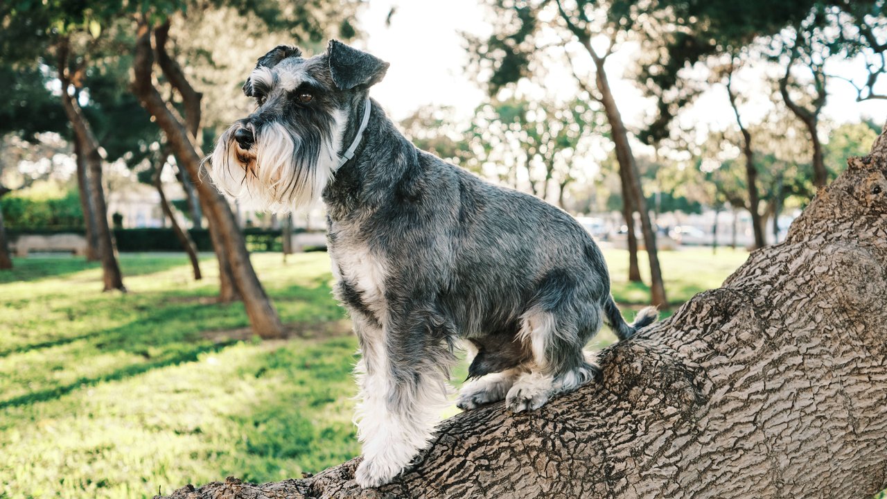 Ein Schnauzer steht auf einem Baumstamm und schaut links aus dem Bild.