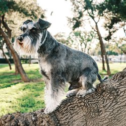 Hunde mit Bart: Die 7 niedlichsten Rassen