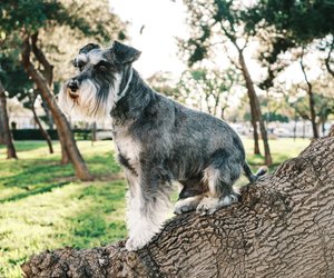 Hunde mit Bart: Die 7 niedlichsten Rassen