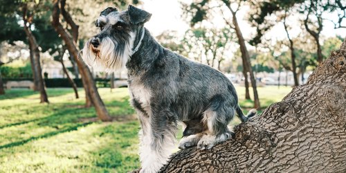 Hunde mit Bart: Die 7 niedlichsten Rassen