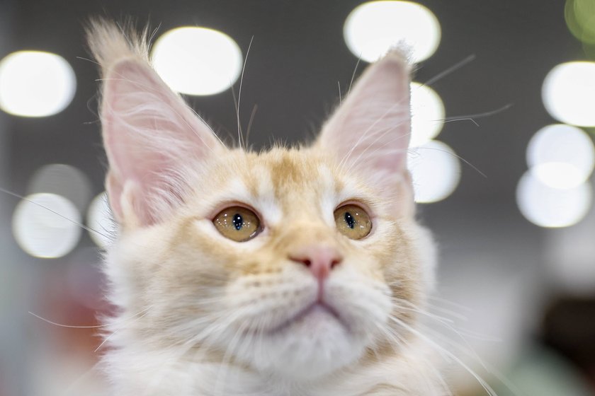 Maine Coon 