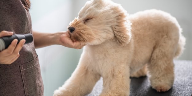 Warum Hunde weiterhin zum Friseur dürfen, wir aber nicht