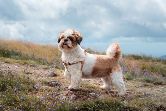 Der Shih Tzu hat ein besonderes Erscheinungsbild.