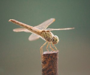 Was sind Insekten? Merkmale und Zugehörigkeit