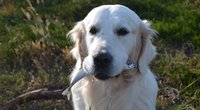 Dürfen Hunde Thunfisch essen? Darauf kommt es an